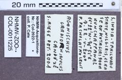 Etiketten zu Ludioschema cardiorhinulum (NHMW-ZOO-COL-0011225)